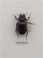 藏品(大圓翅鍬形蟲)的圖片